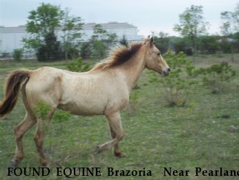 FOUND EQUINE Brazoria  Near Pearland, TX, 77581